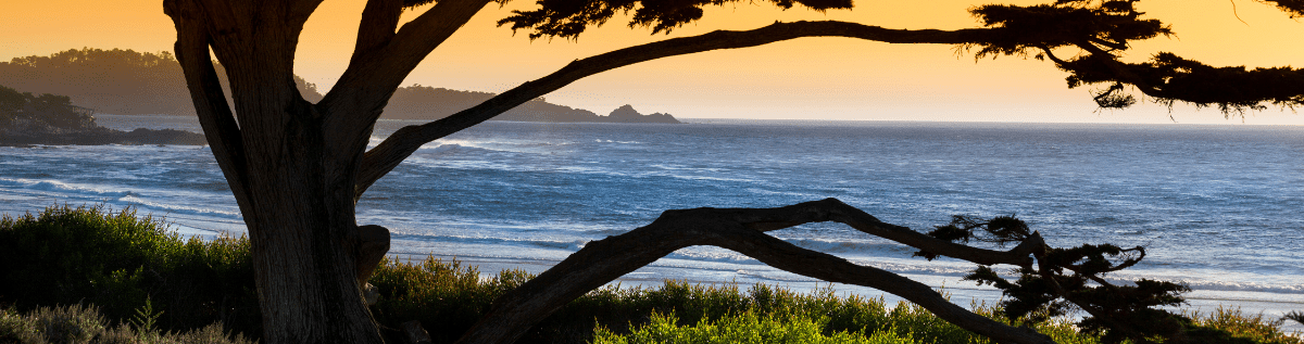 Silhouette of a tree with ocean and sunset in the background